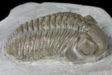 Bargain, Long Eldredgeops Trilobite - Sylvania, Ohio #132440-2